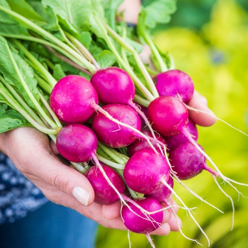 Radish Royal Purple